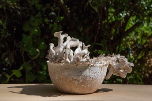 Officina Corpuscoli / Maurizio Montalti, Mycelium Binder, Growing Objects
